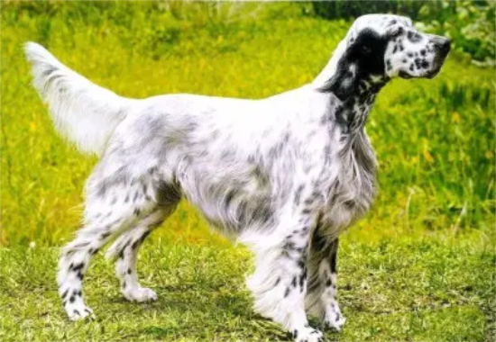 英国雪达犬泪痕怎么消除？看看这五个方法吧