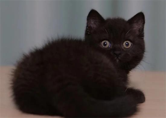 黑色英短猫多少钱一只
