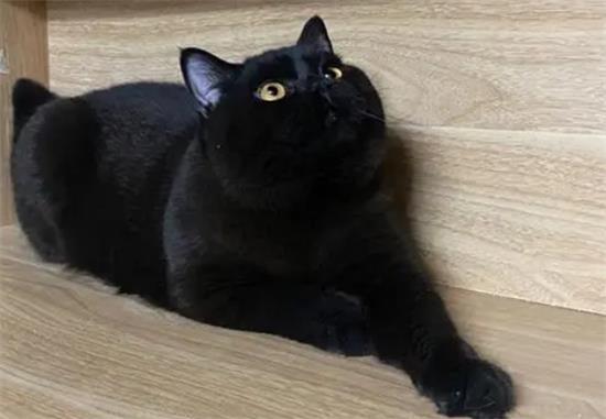 黑猫和黑英短的区别图片