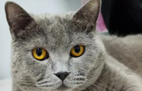 蓝猫200元为什么这么便宜