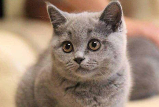 英短猫多少钱一只