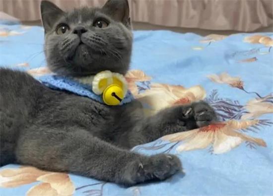 英短蓝猫的优缺点