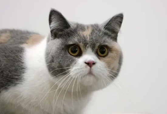 英短到底算不算短鼻猫