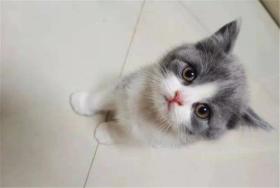 英美混血猫怎么样