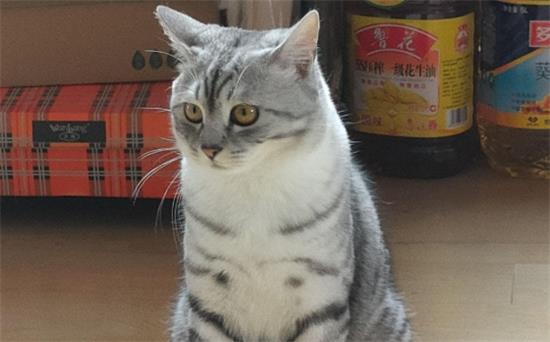 怎么预防英短猝死呢？