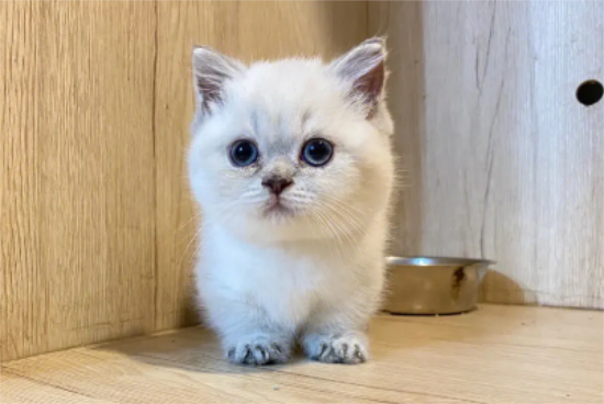 英国短毛猫性情怎么样啊