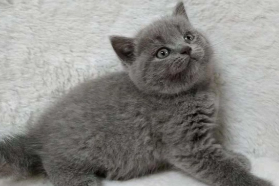 英短蓝猫为什么不建议养