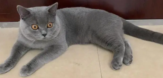 养英短蓝猫注意事项