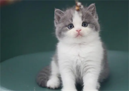 英短猫有哪些品种