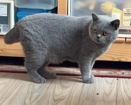 英短蓝猫一生只认一个主人