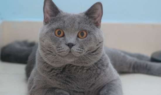 欧洲短毛猫多少钱一只