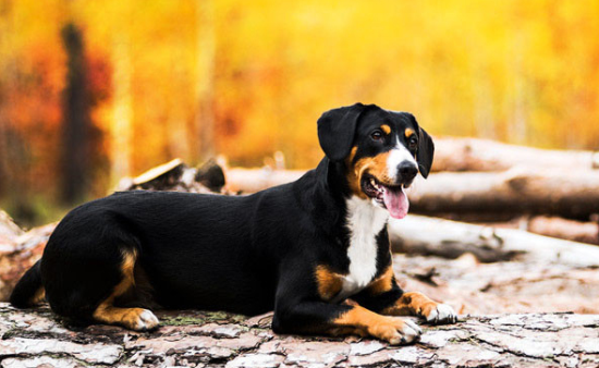 养恩特雷布赫山地犬注意事项