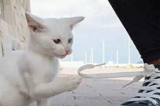 流浪小猫抱着男子的鞋带玩，结果直接被抱回家