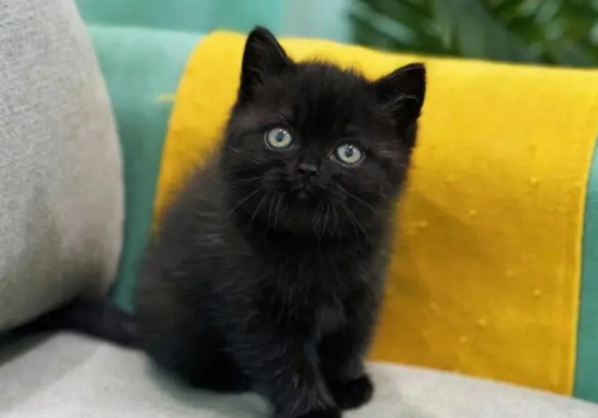 纯黑英短绿眼睛猫多少钱一只