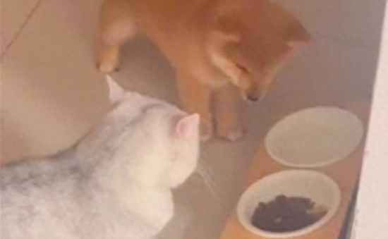 狗狗当着猫的面偷吃猫粮，结果被狠揍了一顿