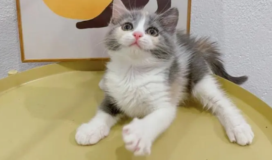 三花英短猫多少钱一只