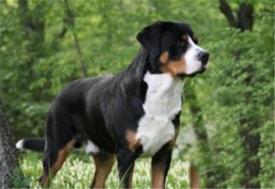 恩特雷布赫山地犬如何训练