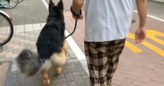德牧去接“姐姐”回家，像保镖一样围在身边，很有安全感啊
