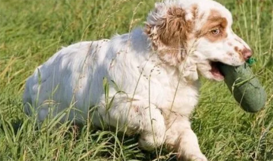 克伦伯猎鹬犬怎么喂养？正确的换食方法