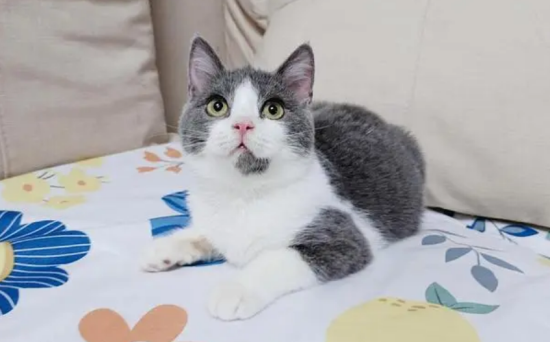 英短梵色猫多少钱一只