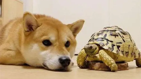 为什么狗会对乌龟感兴趣