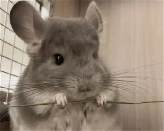 新手养鼠怎么选？这4种鼠很适合新手!
