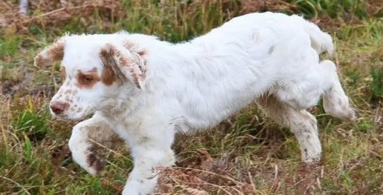 想知道克伦伯猎鹬犬好养吗？快来看看这篇文章！
