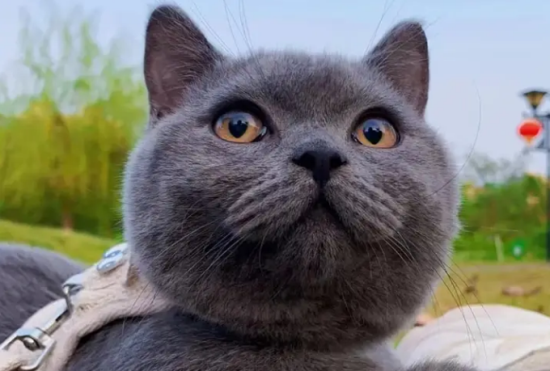 英国蓝色短毛猫多少钱一只
