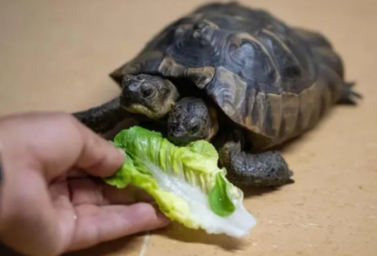 七彩龟批发多少钱一个
