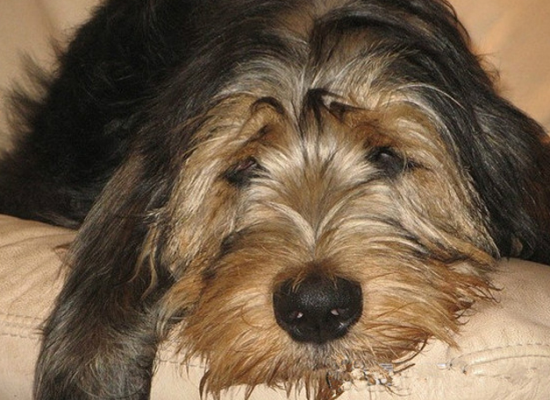 奥达猎犬牙齿怎么护理
