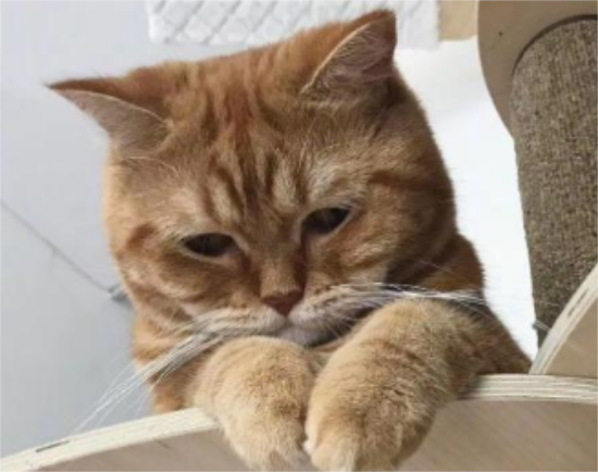 糯米的猫咪和蛋不安静