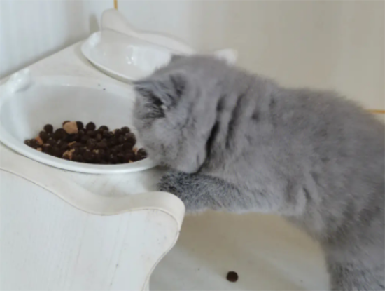 英国短毛猫吃什么猫粮