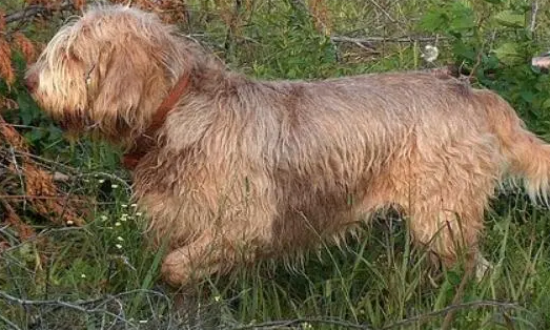 奥达猎犬感冒吃什么药？我来告诉你