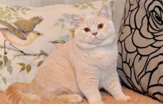 英短折耳猫的寿命一般多长
