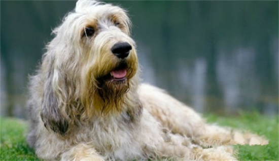 奥达猎犬拉肚子怎么办？主人要采取哪些措施？