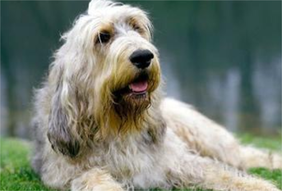 奥达猎犬的价格？大型犬饲养比买更花钱