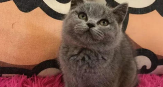 英国短毛猫多少钱一只幼崽