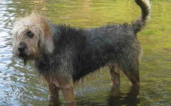 奥达猎犬的性格 侦探猎犬的后裔