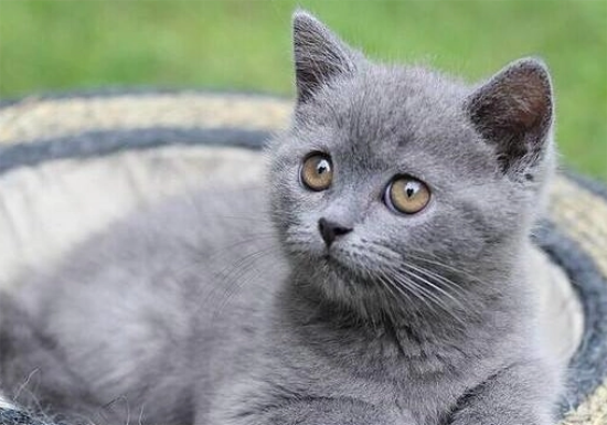 英短蓝猫价格