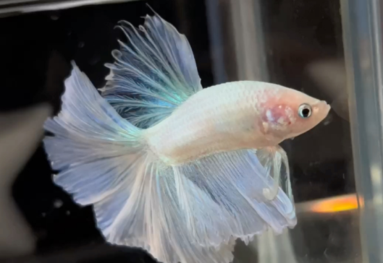 狗屎鱼能不能吃