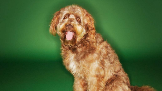 奥达猎犬的养护常识，多个细节体现健康状态