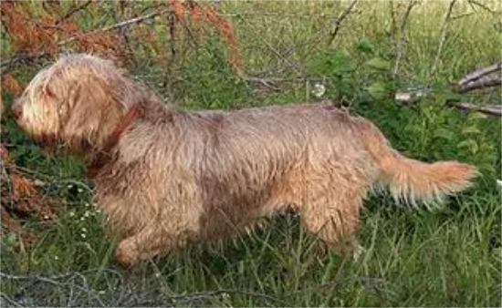 奥达猎犬的特点 人类的伴侣