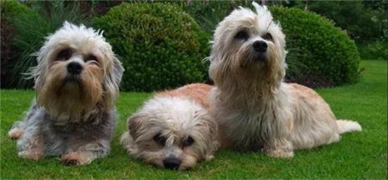 奥达猎犬吃多了吐了怎么办