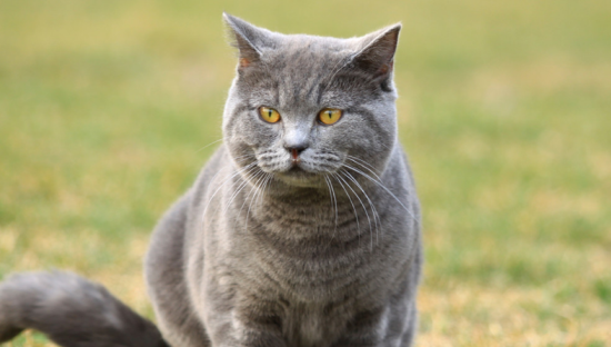 英国短毛猫的优缺点