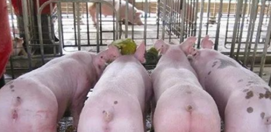 猪会不会得新冠？猪肉还能吃吗？一文告诉你