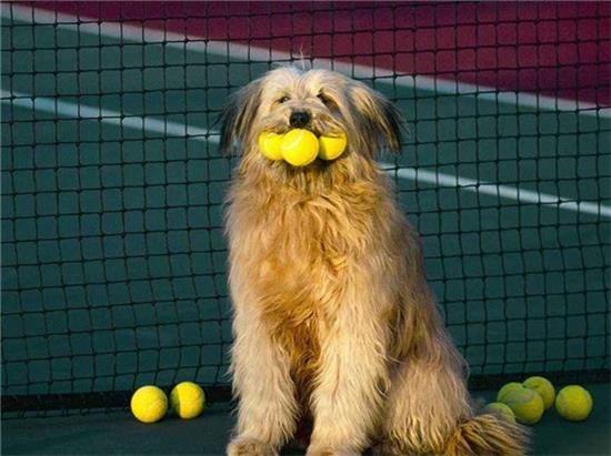 奥达猎犬需要训练什么