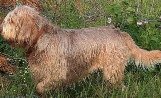 奥达猎犬随行怎么训练？要讲究方法