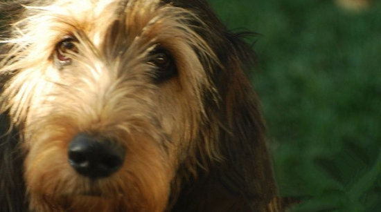 想要喂养好一只奥达猎犬，这5点很重要