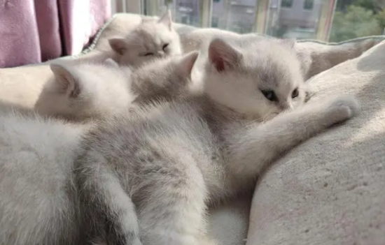 银渐层猫为什么不建议养