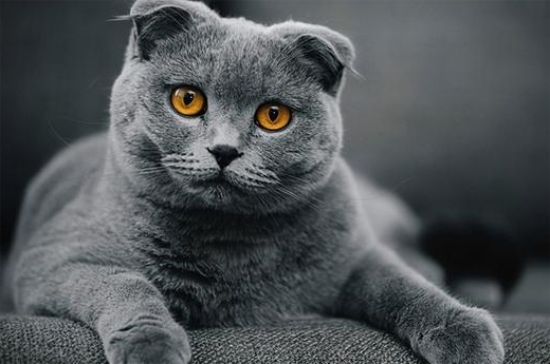 养英短猫十大禁忌